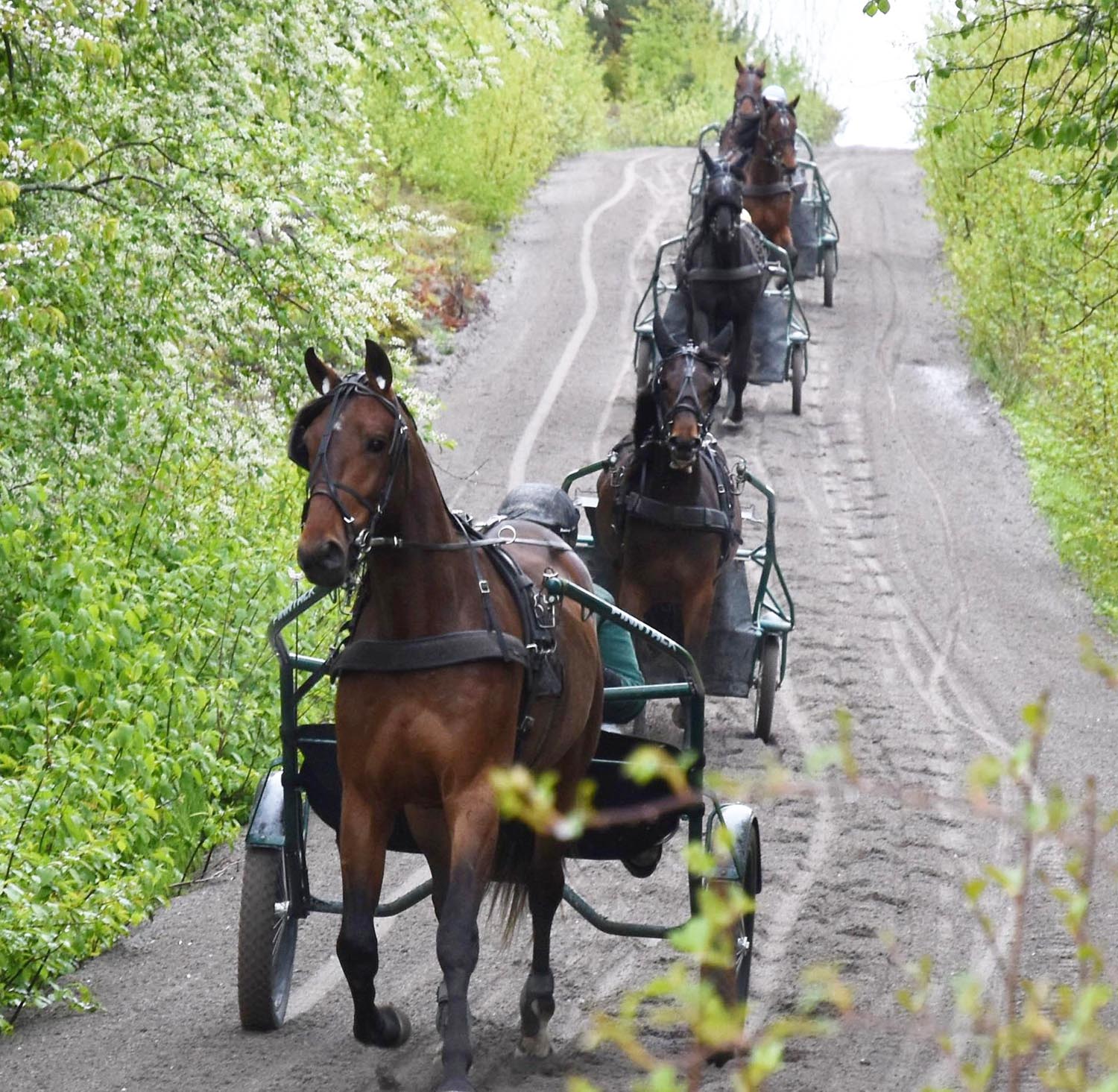 Blir n&aring;gon av stallets fina 3-&aring;ringar &aring;rets vinstrikaste? Foto: A.Lindblom